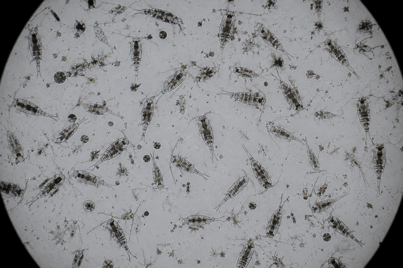 Tigriopus sp.