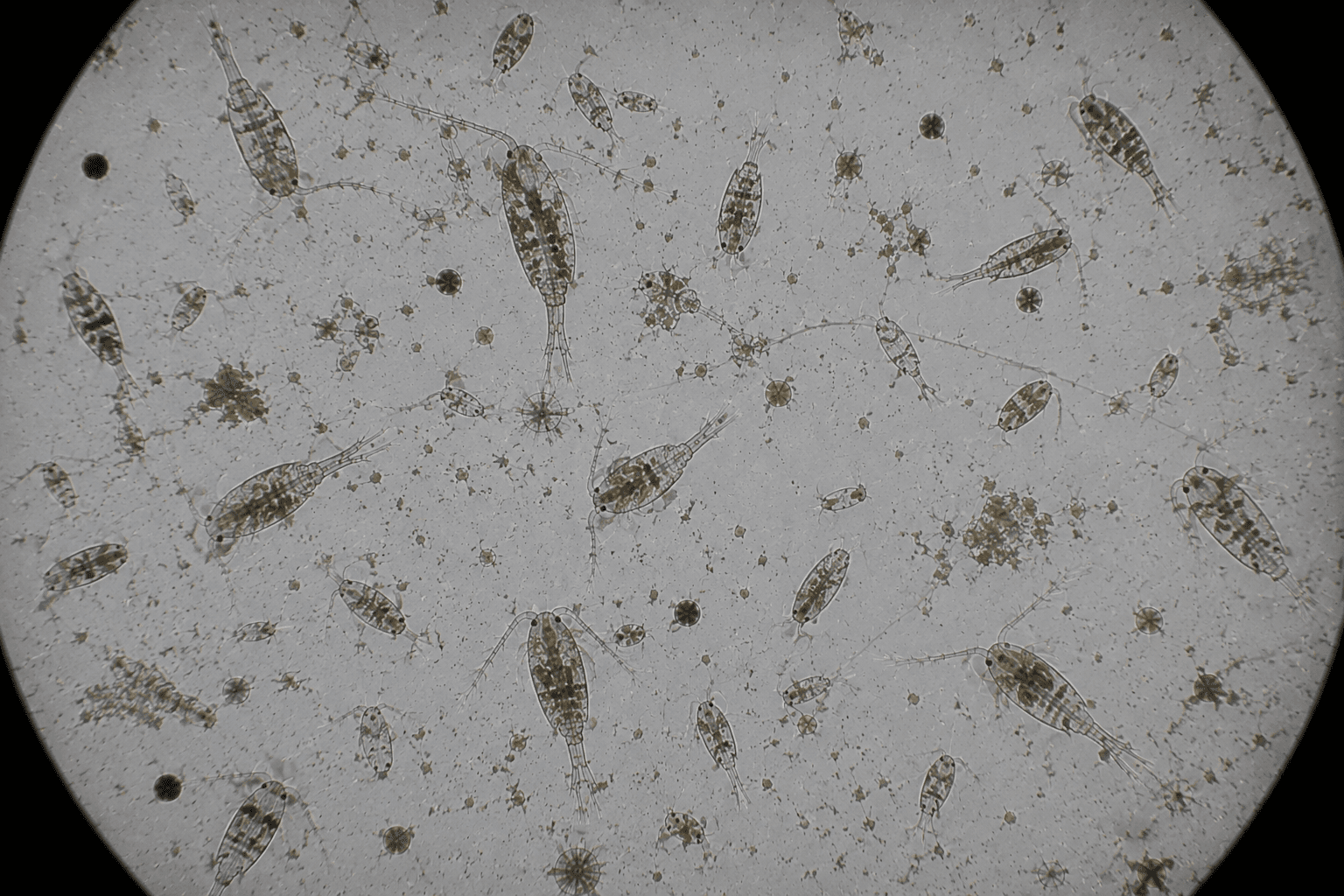 Apocyclops sp.